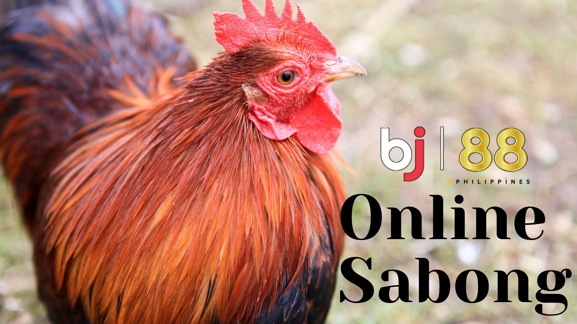 Unravel the Mysteries of Sabong Rooster Breeds: Choose the Right Champions at BJ88 Philippines